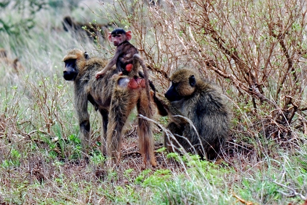 Kenia (465).jpg